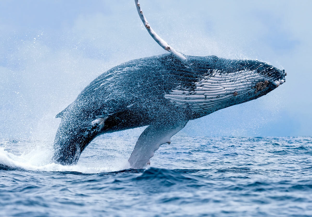 Gray whale breaching in Baja California lagoon